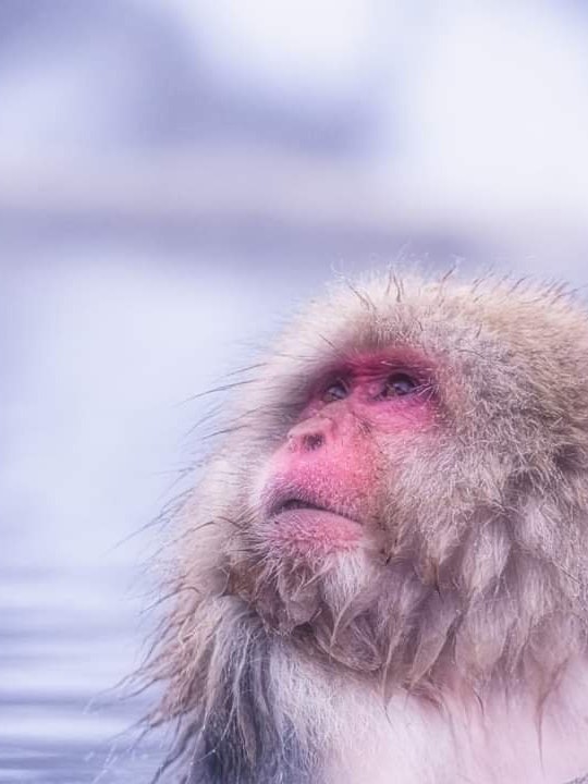 [Image1]Jigokudani Onsen, Nagano Prefecture I spent 6 hours to see this scene, but I thought that a monkey w