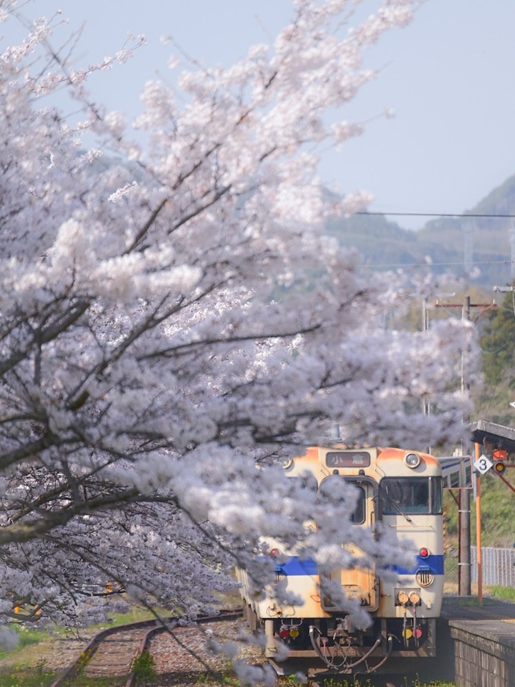 [Image1]It is a copper mine station with cherry blossoms in full bloom (* '-')I took ❤️ the first photo of a