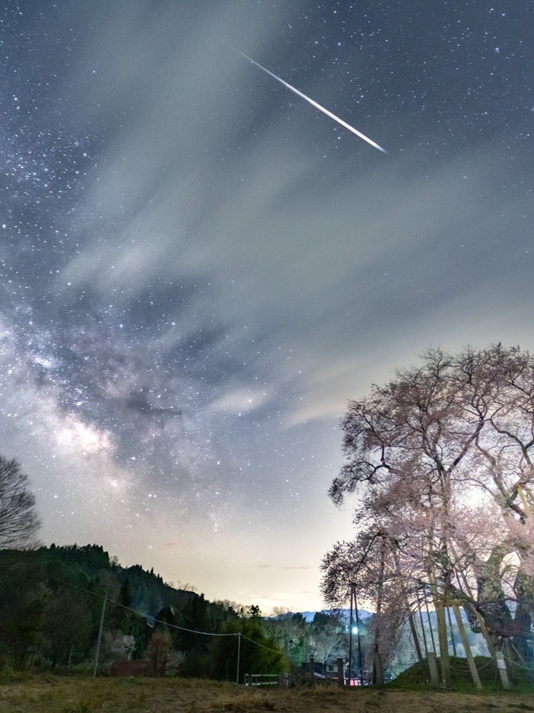 [Image1]Cherry blossoms in Totsube.With the Milky Way in the background.