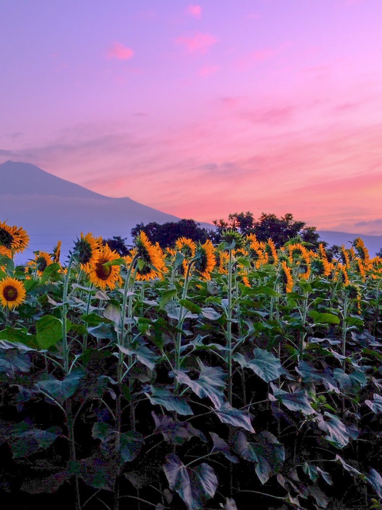 [画像1]2022/7/21 朝の向日葵と富士山です