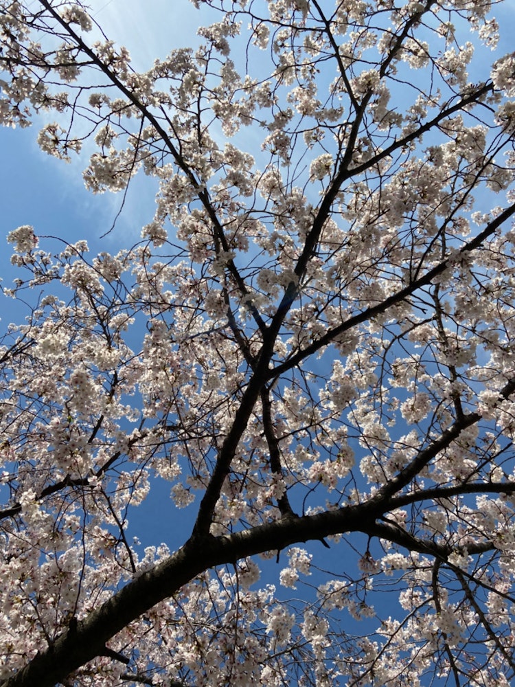 [相片1]天氣比平時變暖，雖然很難控制你的身體狀況，但櫻花在各個地方盛開。當我在附近的公園仰望天空時，我看到了盛開的櫻花。