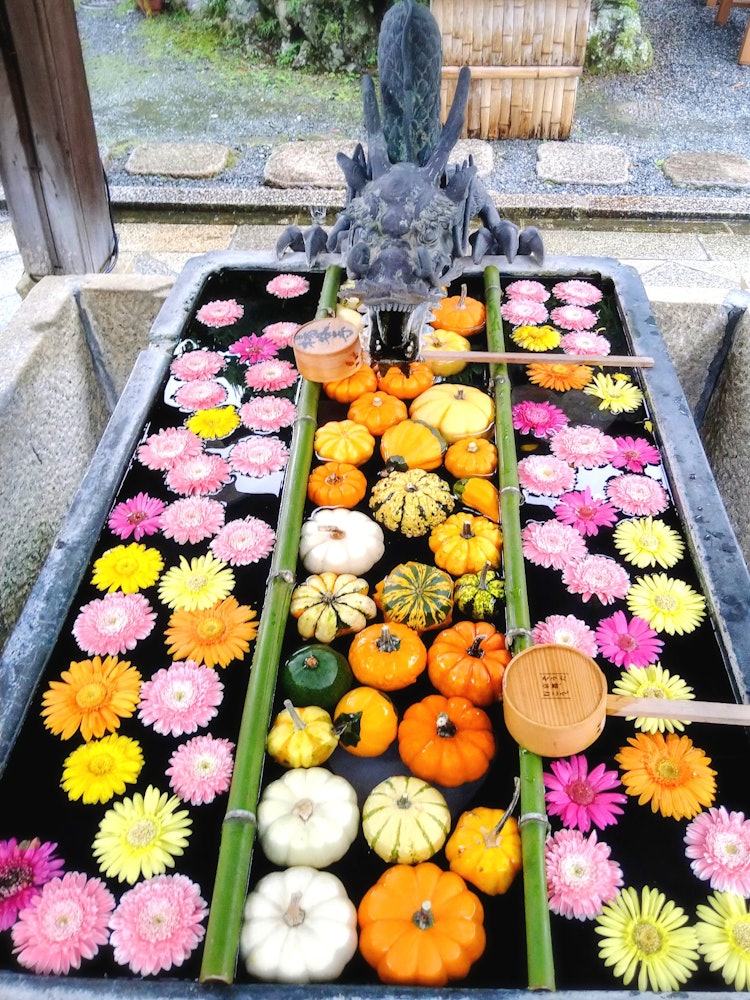 [이미지1]교토부 나가오카쿄시, 안구 질환 치유에 도움이 된다고 알려진 야나기타니 관음(양타니 사원)은 꽃의 손수가 아름다운 사원입니다.사계절 각각은 고안되고 매우 훌륭합니다. 10 월에는 