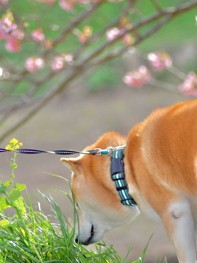 [이미지1]이즈 남부의 가와즈 벚꽃을 촬영하러 갔을 때산책을 하고 있던 개.개도 이른 봄 냄새를 맡고있는 것 같았습니다.