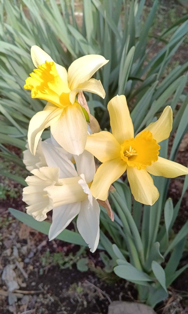 [画像1]我が家の庭に咲いた水仙です。 白と黄の色合いが絶妙です。