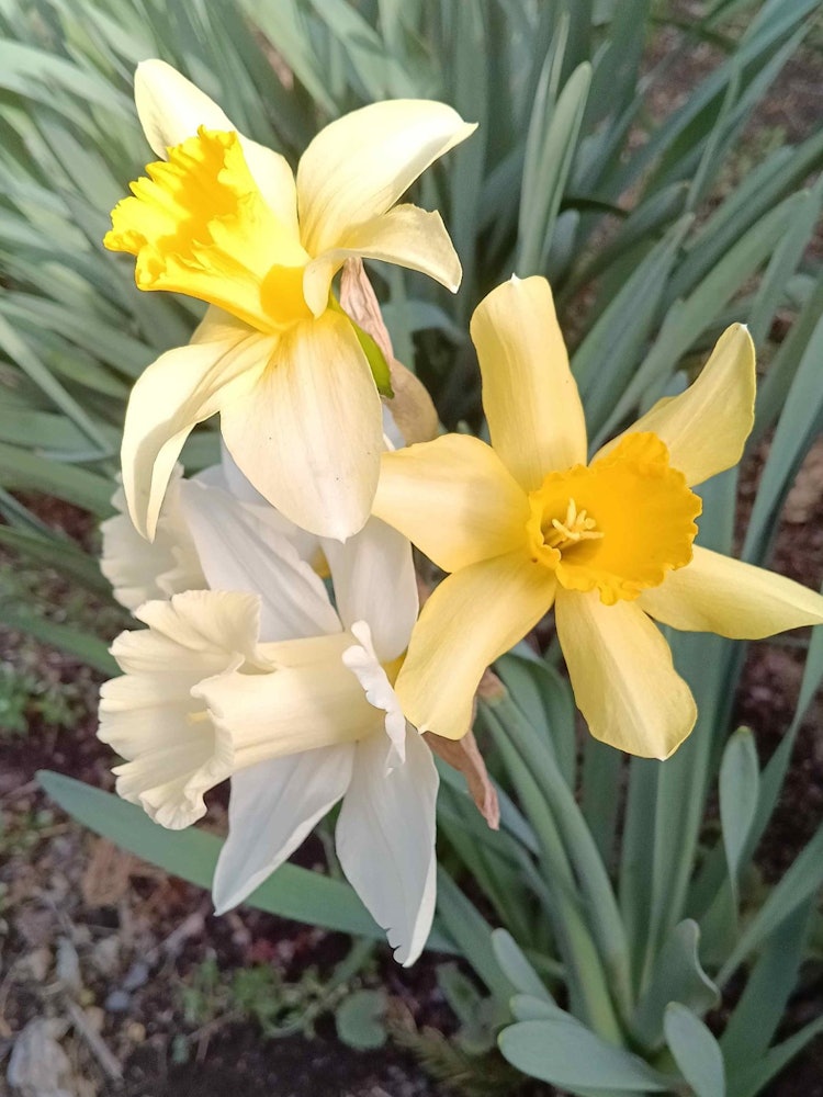 [画像1]我が家の庭に咲いた水仙です。 白と黄の色合いが絶妙です。