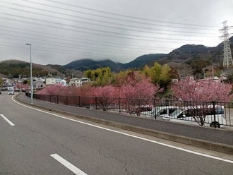 [Image1][Isehara flower information] 3.01Okame cherry blossoms along the Oyama New Road... Began to bloomIt'