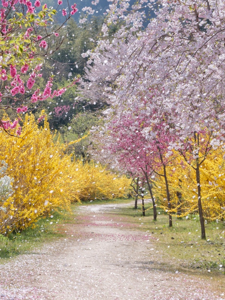 [相片1]它是位於廣島縣秋田町的安野花之站公園。 春天，櫻花和連翹盛開，風景非常美麗，但特別是當櫻花開始落下時，地面被染成櫻花的顏色，風景一流。這是一個你絕對應該至少去一次的地方。