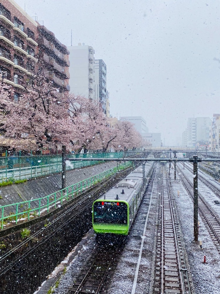 [Image1]A collaboration of cherry blossoms and snow photographed in Sugamo last year.It's so beautiful that 