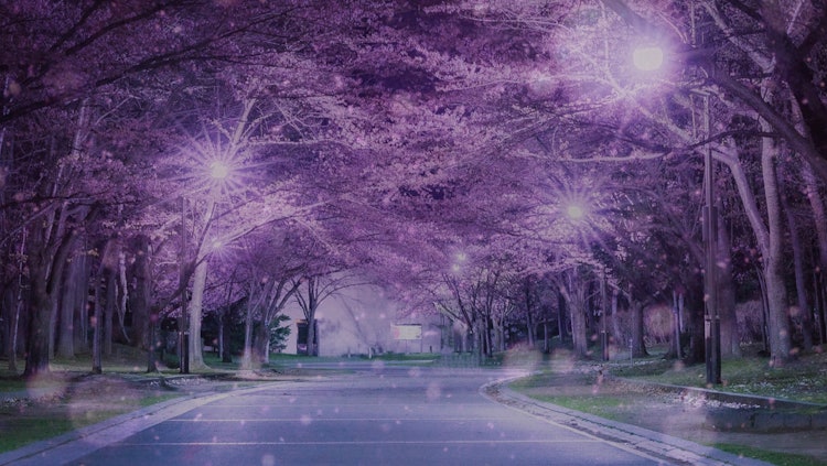 [Image1]Cherry blossoms heralding a slightly later spring in Hokkaido The shooting location is Nakajima Park