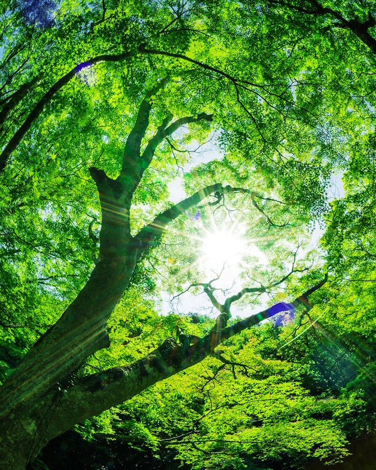 [画像1]岡山県総社市の豪渓は紅葉の名所として知られていますが、モミジの新緑もとても綺麗です。