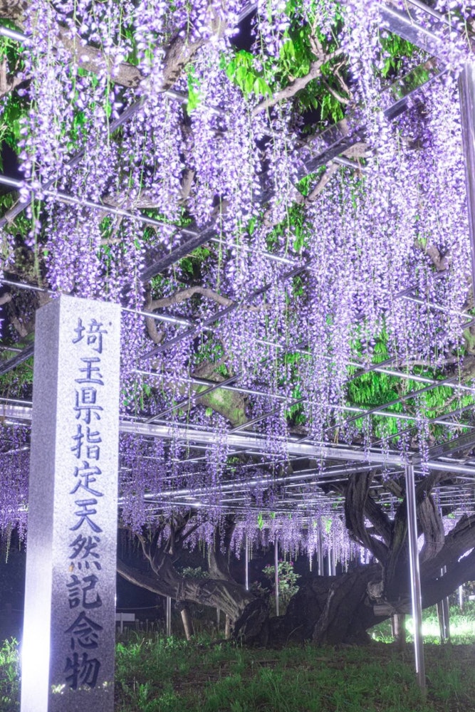 [画像1]青葉苑の藤🌟こちらは、埼玉県にある青葉苑の藤です。今年からライトアップが始まり、見頃を迎えていました！埼玉県の天然記念物だけあり、歴史を感じます🤤