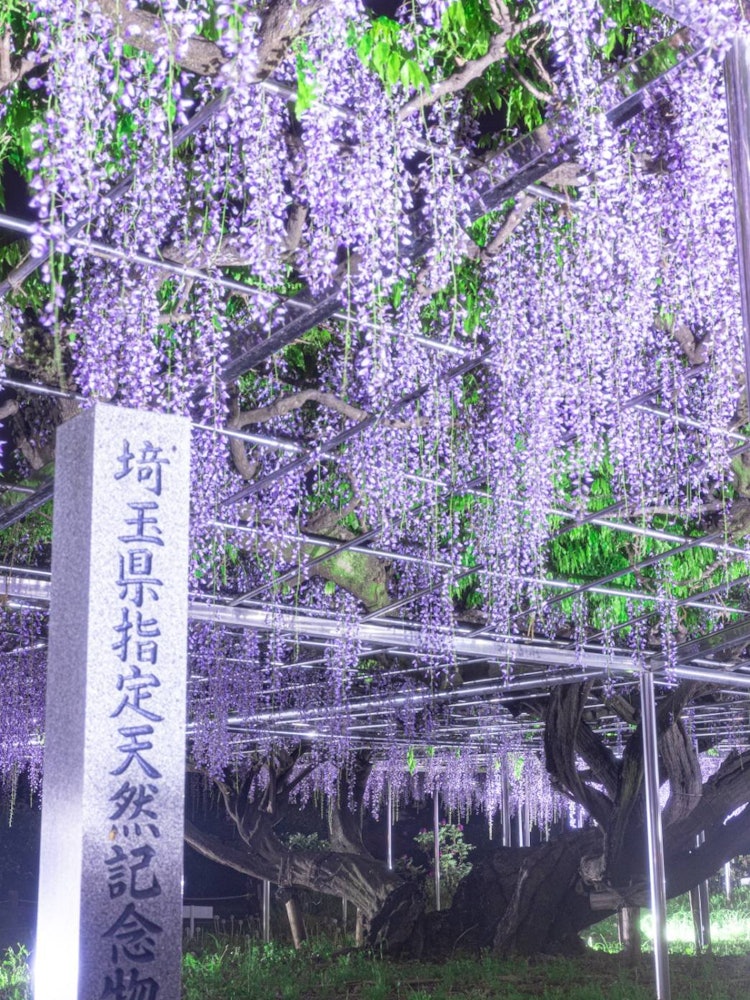 [相片1]青葉園的紫藤 🌟這是埼玉縣青葉園的紫藤。今年的點燈活動開始了，現在是參觀的最佳時間！只有埼玉縣的天然紀念物，您可以感受到🤤歷史