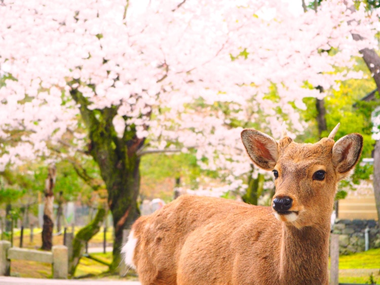 [相片1]東大寺 我在一次家庭旅行中參觀了奈良公園。這是我第一次在櫻花季節去，我能夠欣賞到盛開的櫻花。奈良美麗的櫻花和鹿（據說是神的使者）之間的合作是神聖的，似乎更精彩地反映了日本的四個季節。奈良公園和東大寺在