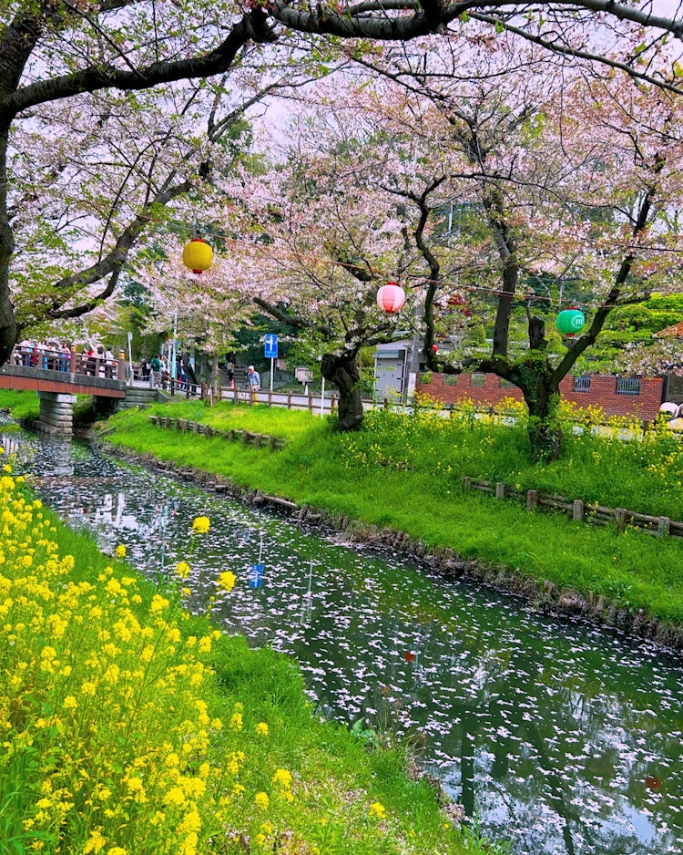 [이미지1]24년 4월 12일 촬영.가와고에 히카와 신사 뒤편에는 신가시 강의 명예 벚꽃입니다.꽃 뗏목이 만들어졌습니다.