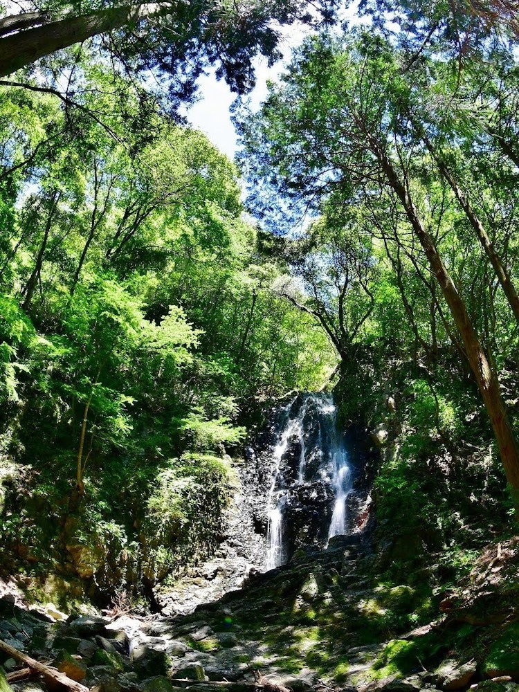 [Image1]Speaking of summer, waterfallsKakegawa, ShizuokaPine Needle FallsIt is a waterfall full of negative 