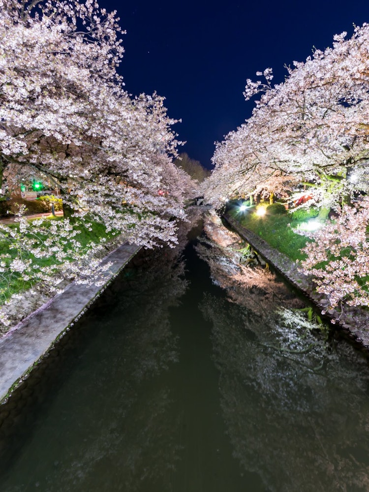 [Image1]It is a cherry blossom in Toyama City, Toyama Prefecture.