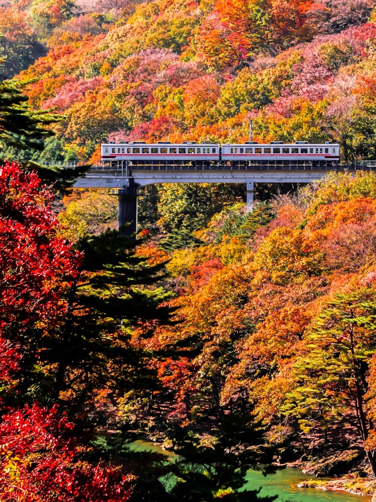 [画像1]栃木県日光 川治温泉付近を走る東武鉄道です。綺麗な紅葉と鉄道🍁