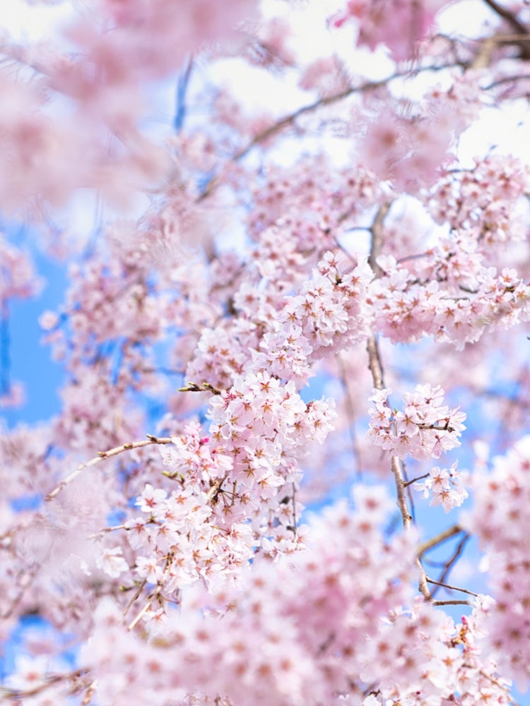[Image1]It is the cherry blossoms of Daigoji Temple.