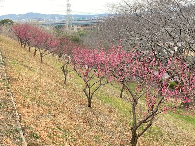 [Image1]【Isehara Flower Information】2024.02.02Ume Plum Blossom・ Hyuga Yakushi ... It is beginning to bloom・ 