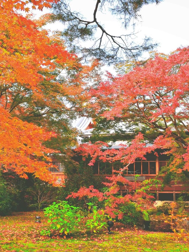 [相片1]京都美丽的秋天目的地。这是来自霍戈宁寺。