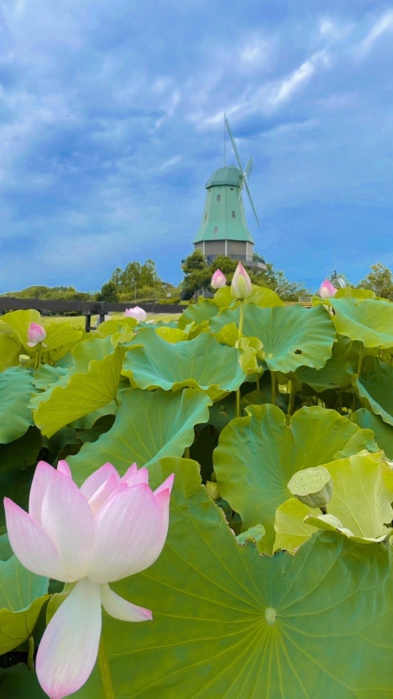 [相片1]茨城县土浦市的水后公园。它是霞浦河畔的一个公园，拥有丰富的自然风光。 土浦市是日本第一大莲藕生产地！这是我想留给子孙后代的风景。