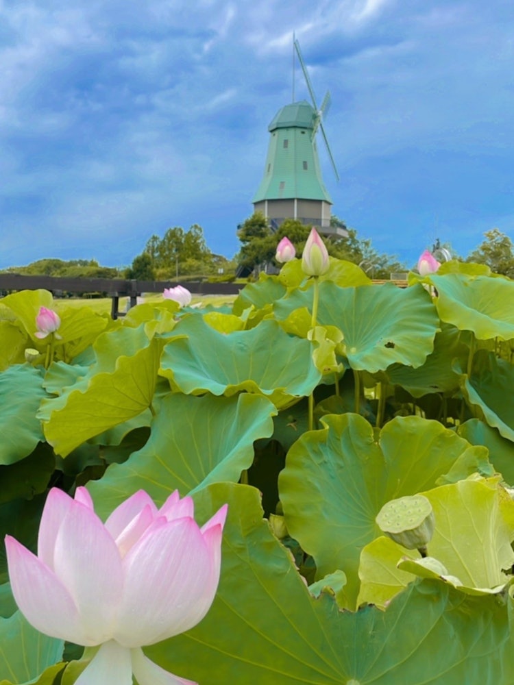 [画像1]茨城県土浦市にある水郷公園。霞ヶ浦のほとりにある公園で、自然豊かです。 土浦市はれんこん生産量全国第1位！ずっと後世に残していきたい風景です。