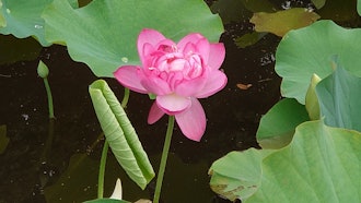 [相片2]福冈平冢川藏遗址公园的莲花。