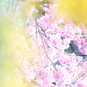 [이미지2]미모사와 가와즈 벚꽃봄이 왔습니다. 나는 이것을 보러 