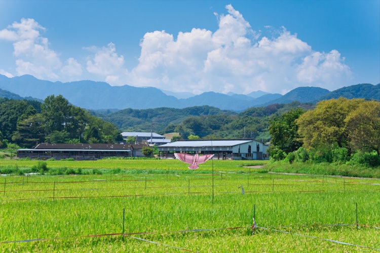 [画像1]神奈川県厚木市の田園風景ですとても夏を感じれる原風景です