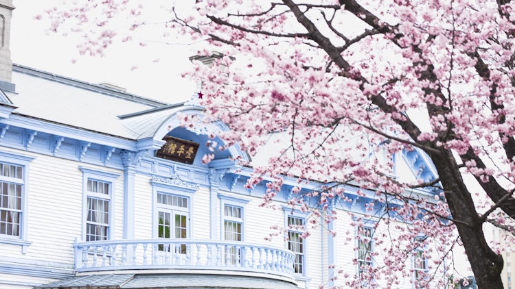 [相片1]櫻花北海道的櫻花在本州一個月後盛開，札幌的春天終於到來了。拍攝地點是中島公園的法平館，這是一個著名的櫻花盛開地。淡藍色的建築和淡粉色的櫻花之間的對比預示著春天的到來。