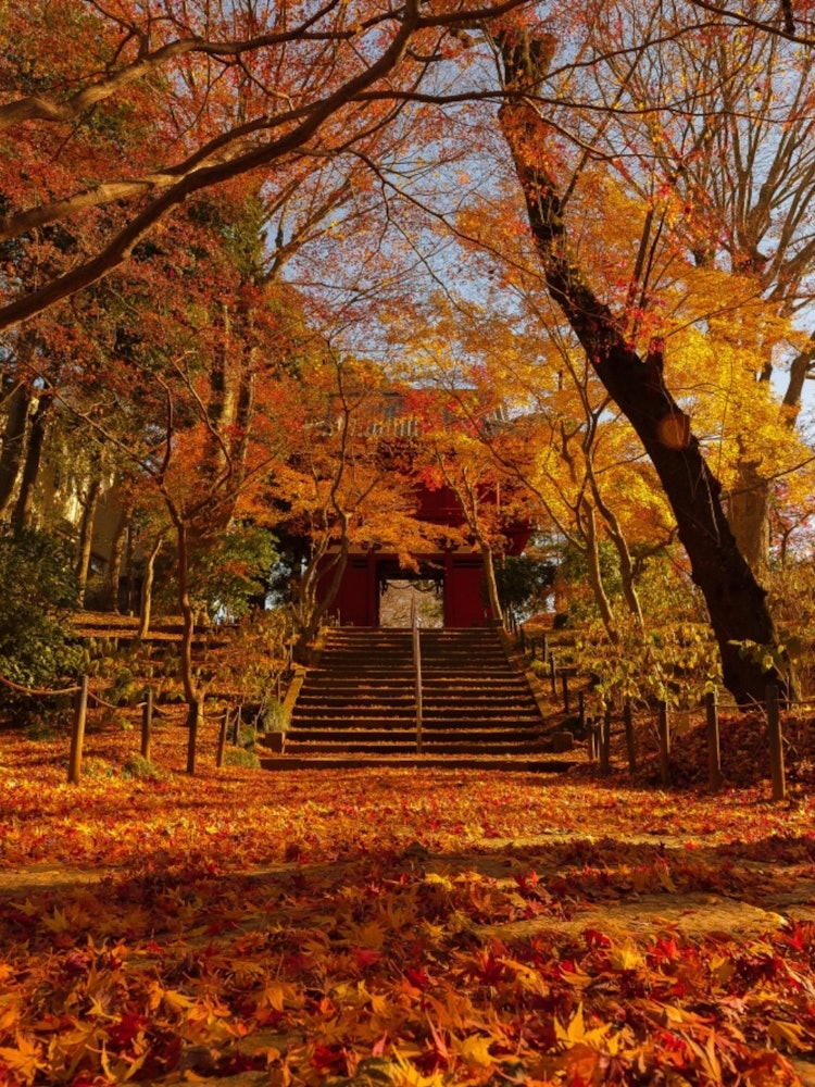 [Image1]A carpet of autumn leaves seen at Hondoji Temple in Matsudo City. The world colored in red was very 
