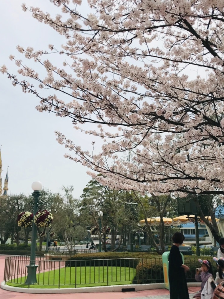 [Image1]Disneyland in spring.Miraculously, the cherry blossoms were blooming, so I pashari 📸 with Cinderella