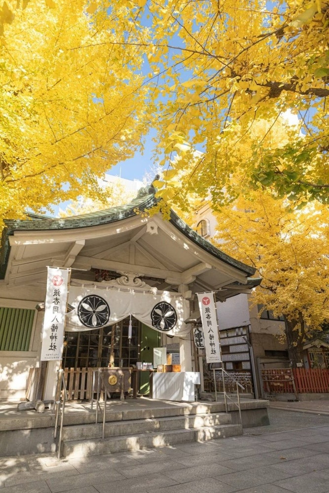 [画像1]突如現る銀杏神社こちらは、東京都にある　　　　　　　　「銀杏岡八幡神社」駅から徒歩二分ところにひっそり現るこちらの神社。銀杏は見事なくらい立派です。ビルの間にあるため、なかなか日差しが刺さらず見頃がこ