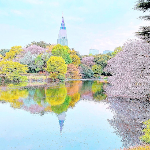 [画像1]新宿御苑の池に桜やライトアップされたドコモタワーがリフレクションした写真が撮れました！天気も良く、風も弱かったのでリフレクション写真を撮るにはいい環境でした。