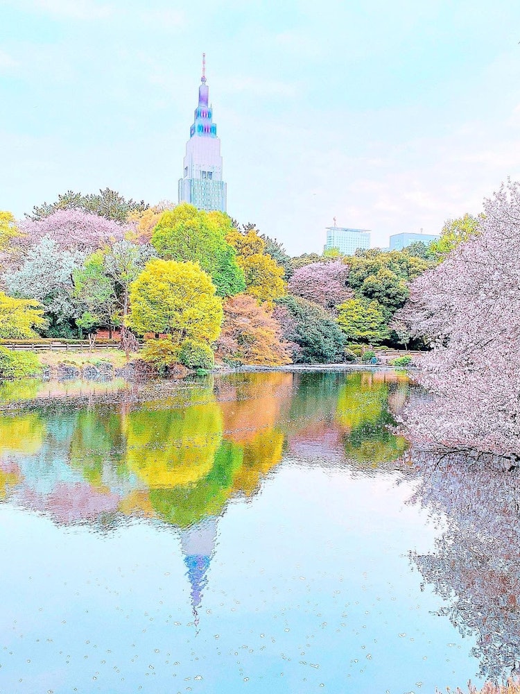 [이미지1]신주쿠 교엔의 연못에 비친 벚꽃과 조명 된 도코모 타워를 촬영할 수있었습니다!날씨는 좋았고 바람은 가벼웠다.반사 사진을 찍기에 좋은 환경이었습니다.
