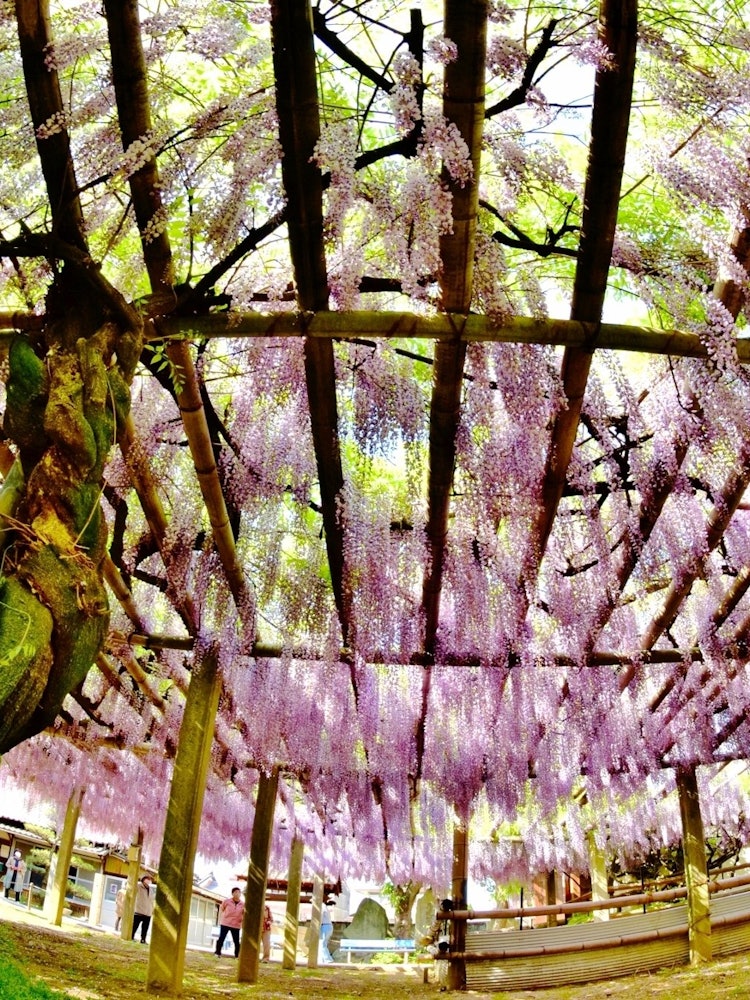 [Image1]Location: Chofukuji Temple in Saijo City, Ehime PrefectureWisteria flowers in full bloom