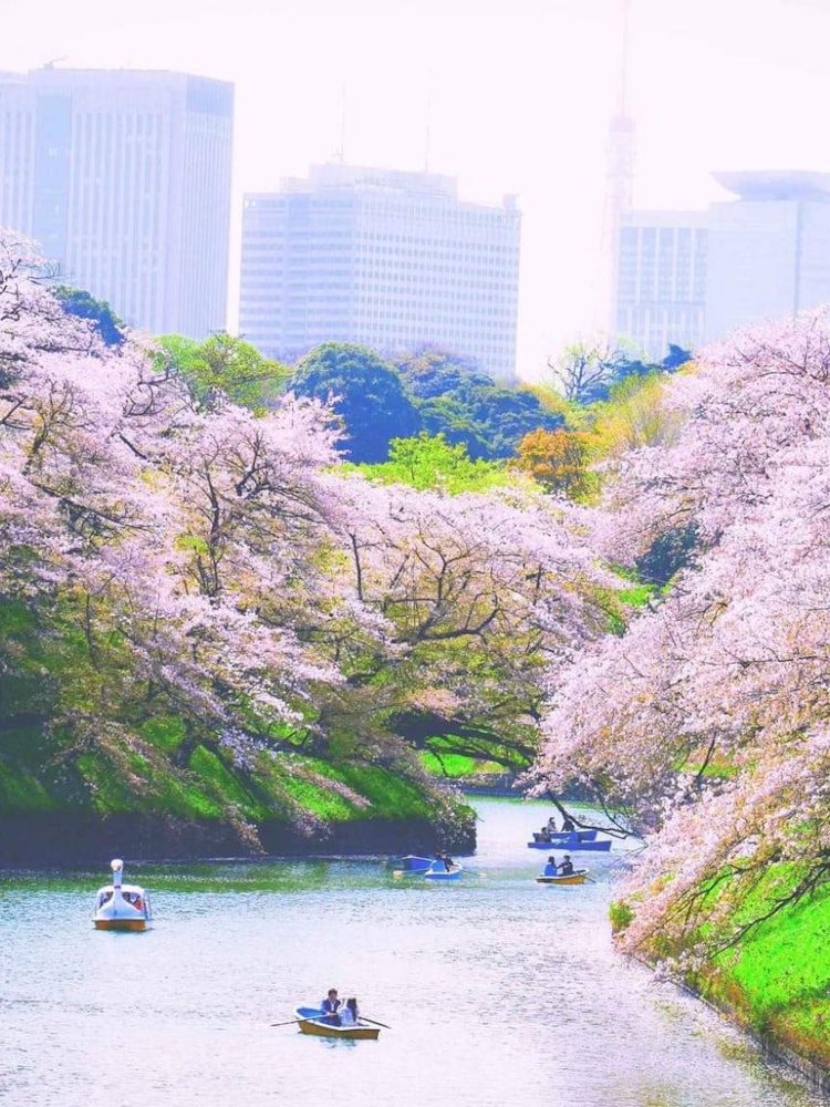 [Image1]During sakura season, people love to enjoy boating at Chidorigafuchi while enjoying the view of cher