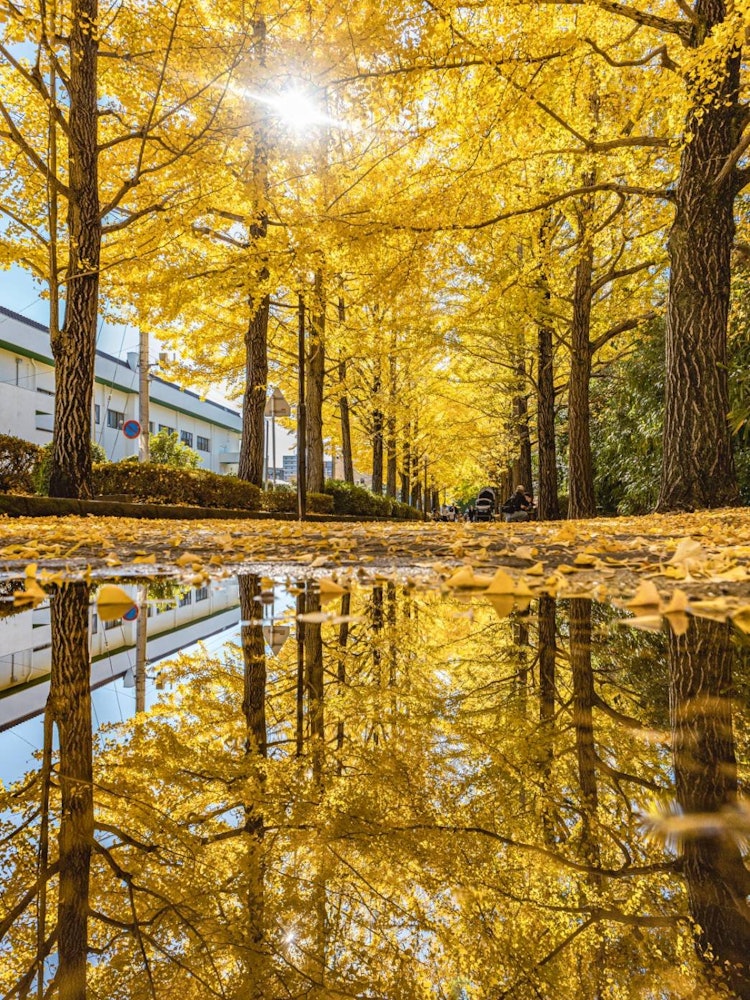 [画像1]雨上がりに見られる二つの世界こちらは、栃木県宇都宮市にある銀杏並木です。雨上がりということもあり、いいリフレクションが撮れました。結構有名なところでもあり、多くの人で賑わってました💪また来年も行きます