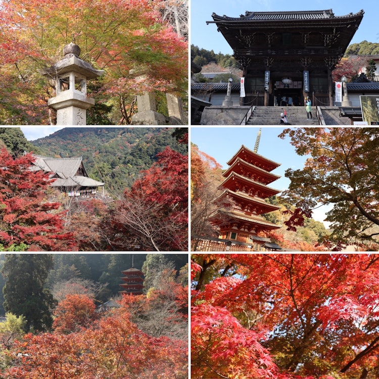 [相片1]奈良縣櫻井市長谷寺的紅葉。