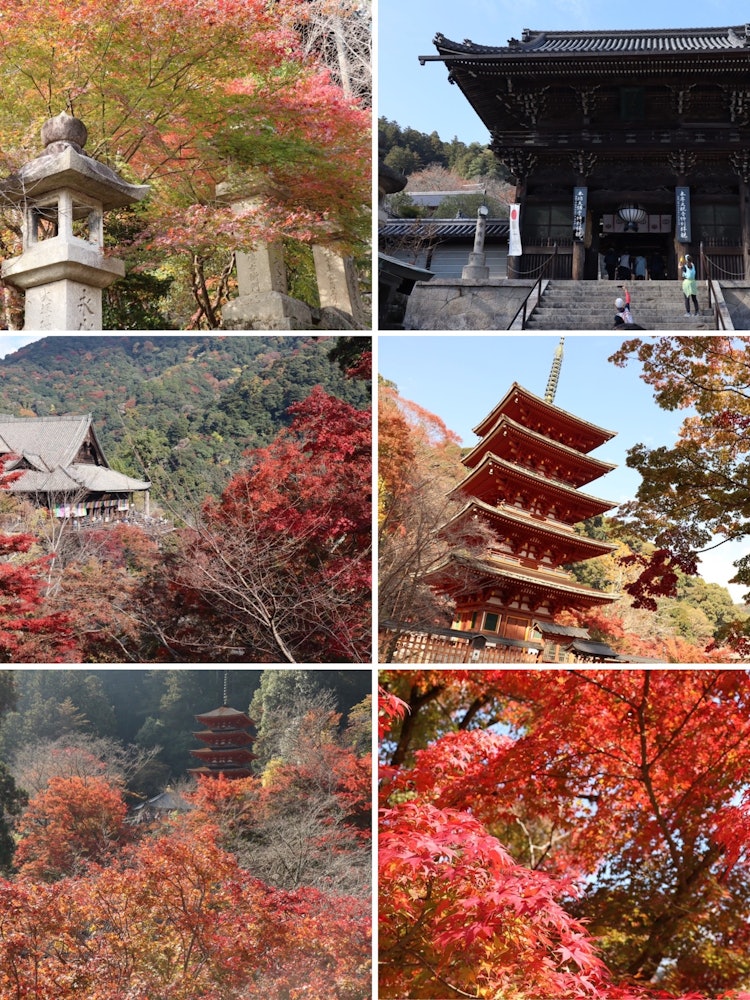 [Image1]Autumn leaves at Hasedera Temple in Sakurai City, Nara Prefecture.