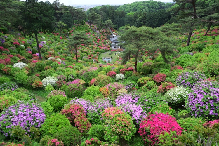 [相片1]位于东京梅花市，盐船观音寺。除了九州，能看到这么多杜鹃花的地方并不多。