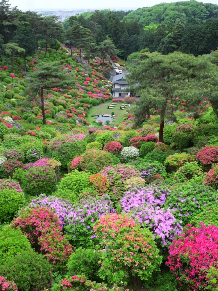 [相片1]位於東京梅花市，鹽船觀音寺。除了九州，能看到這麼多杜鵑花的地方並不多。