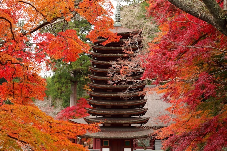 [画像1]奈良の神社を訪れた際あまりのも見事な紅葉だったのでシャッターを切りました。