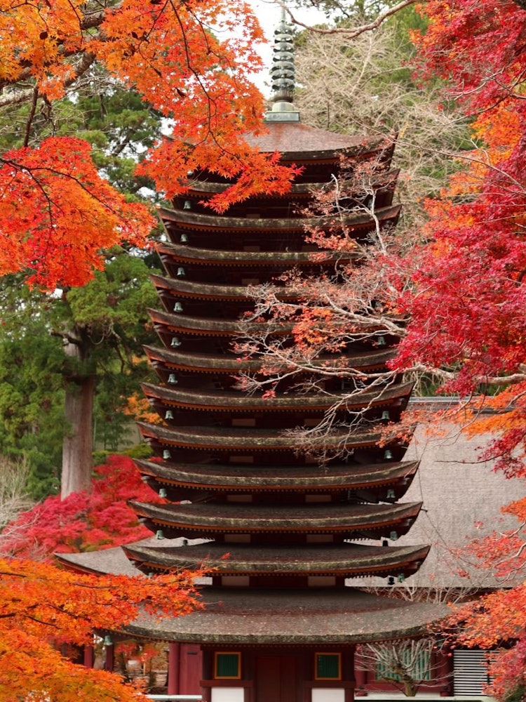 [Image1]When I visited the shrine in Nara, the autumn leaves were so splendid that I released the shutter.