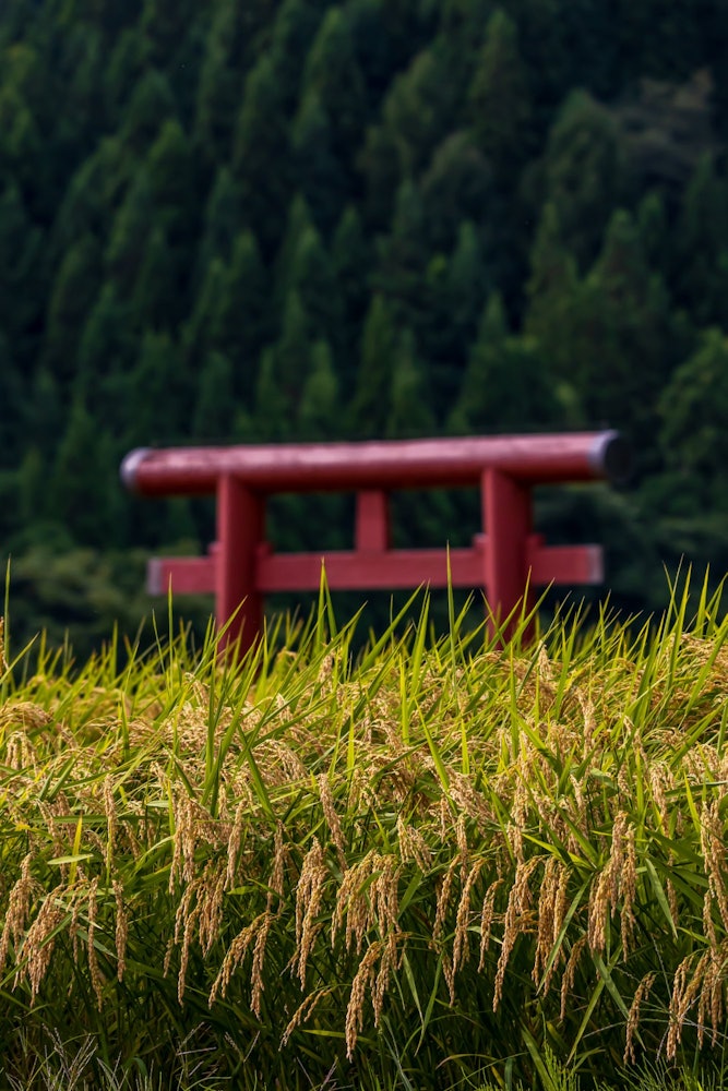 [相片1]五條目， 秋田黑津稻荷神社坐落在稻田裡的神社朱紅色的鳥居引人注目