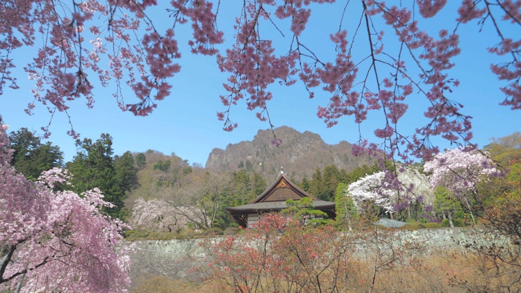[相片1]妙義神社的櫻花與背景中粗糙的山面上的妙義山這個空間有停止時間的力量嗎？這是一個我想看很久的好地方。群馬縣富岡的春天景色
