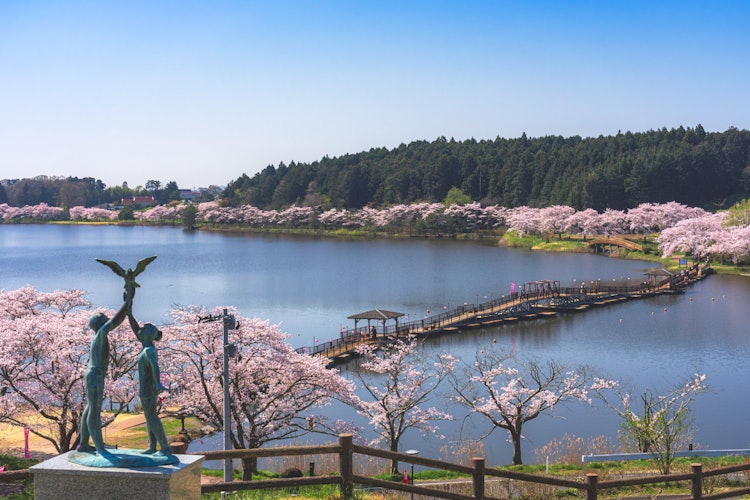 [相片1]平沼Fureai公園的櫻花是縣內著名的櫻花旅遊勝地。春天，沼澤周圍種植的約700棵櫻花樹盛開，從浮橋眺望的景色尤為壯觀。