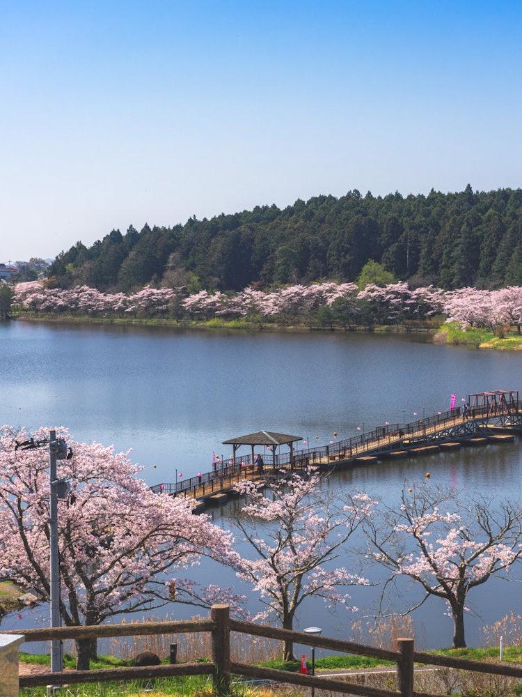 [이미지1]히라쓰누마 후레아이 공원의 벚꽃현내의 유명한 벚꽃 관광 명소입니다.솟아나다 늪 주변에는 약 700그루의 벚나무가 심어져 있으며, 떠 있는 부두에서 바라보는 경치는 특히 장관입니다.