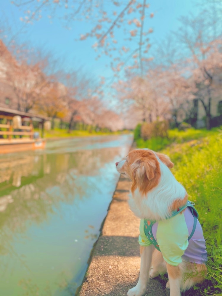 [이미지1]10척의 돌 배가 벚꽃 터널을 통해 강 표면을 가로질러 사카모토 료마와 관련된 마을을 통과합니다.보트에서 경치에 대해 개와 이야기하면서 벚꽃을 보았습니다.