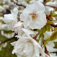 [画像2]皆様、こんにちは😄今日の松前町は、湿った重たい雪が降りました。本格的な冬はまだまだこれからなのに、早くも次の春を待ち遠しく感じています。そんな今回は、松前町で見られる代表的な桜をご紹介します🌸１枚目：